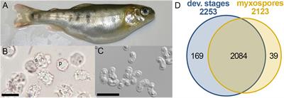 Proteomic Analysis of the Parasitic Cnidarian Ceratonova shasta (Cnidaria: Myxozoa) Reveals Diverse Roles of Actin in Motility and Spore Formation